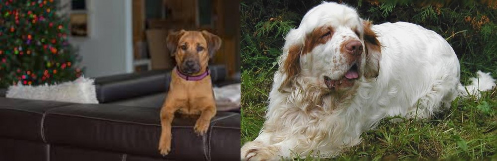 Clumber Spaniel vs Black Mouth Cur - Breed Comparison