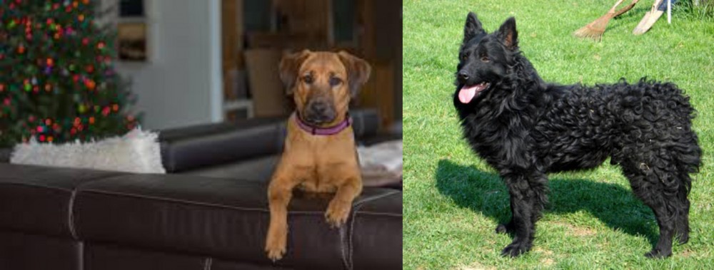 Croatian Sheepdog vs Black Mouth Cur - Breed Comparison