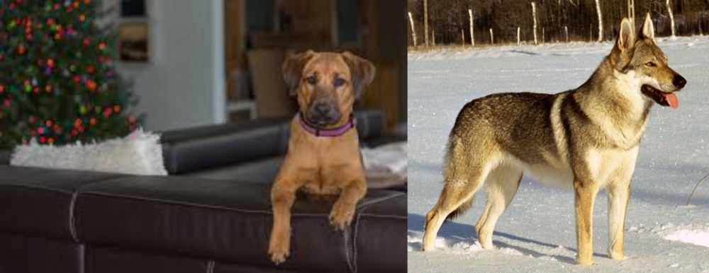 Czechoslovakian Wolfdog vs Black Mouth Cur - Breed Comparison