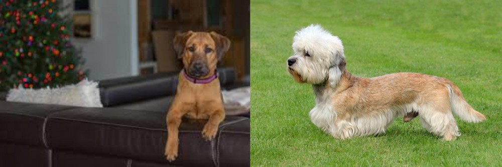 Dandie Dinmont Terrier vs Black Mouth Cur - Breed Comparison