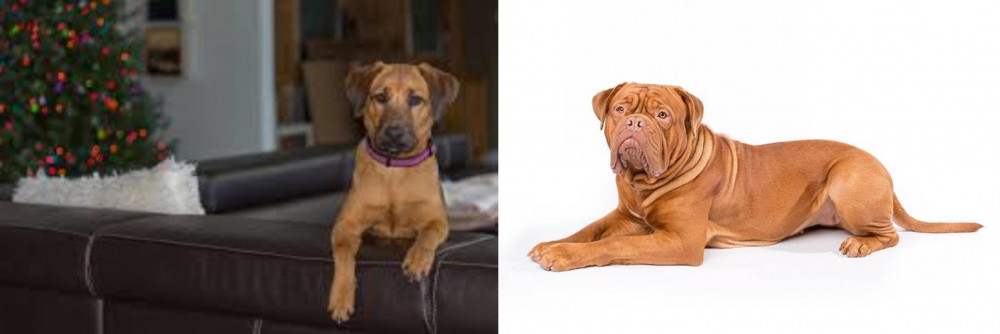 Dogue De Bordeaux vs Black Mouth Cur - Breed Comparison