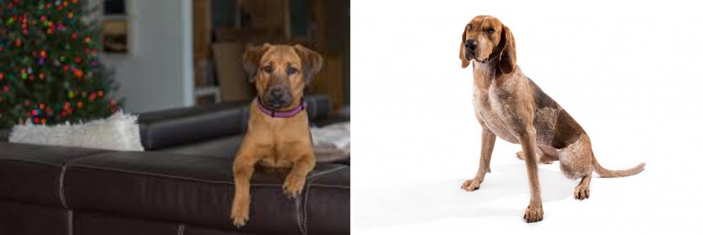 English Coonhound vs Black Mouth Cur - Breed Comparison