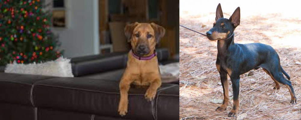 English Toy Terrier (Black & Tan) vs Black Mouth Cur - Breed Comparison