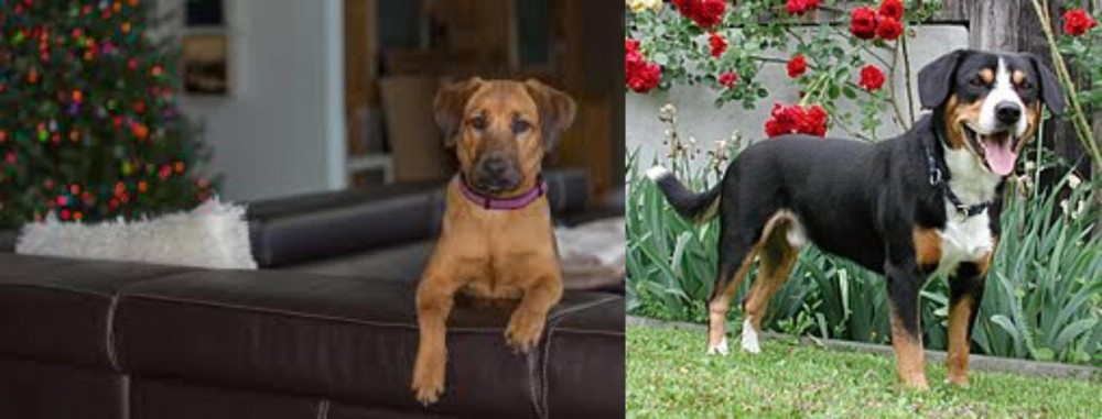 Entlebucher Mountain Dog vs Black Mouth Cur - Breed Comparison