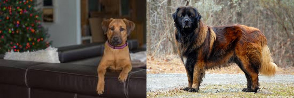Estrela Mountain Dog vs Black Mouth Cur - Breed Comparison