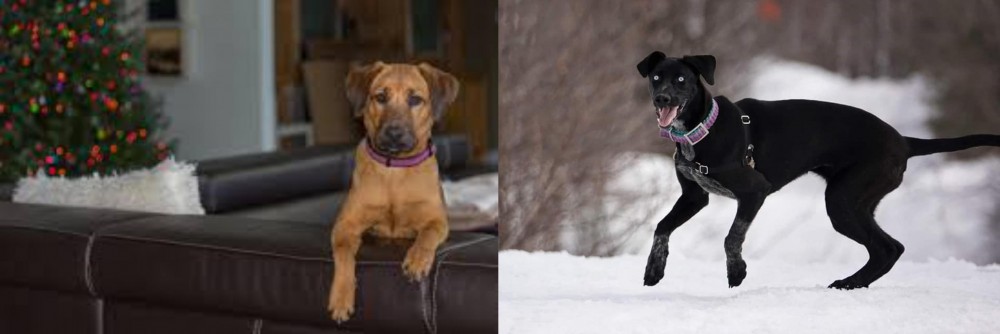 Eurohound vs Black Mouth Cur - Breed Comparison
