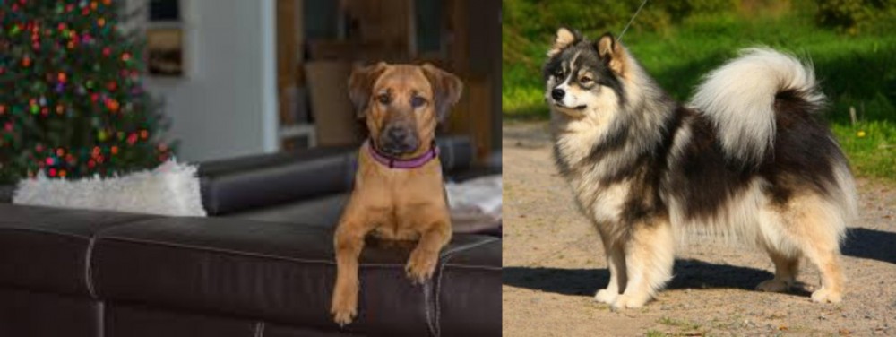 Finnish Lapphund vs Black Mouth Cur - Breed Comparison