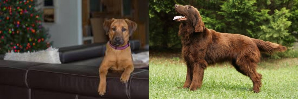Flat-Coated Retriever vs Black Mouth Cur - Breed Comparison