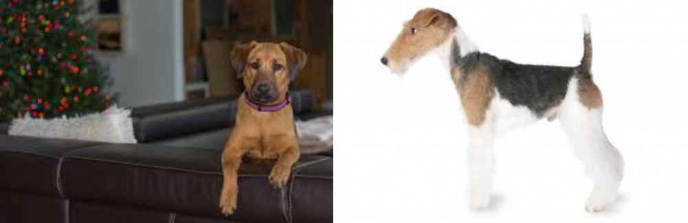 Fox Terrier vs Black Mouth Cur - Breed Comparison