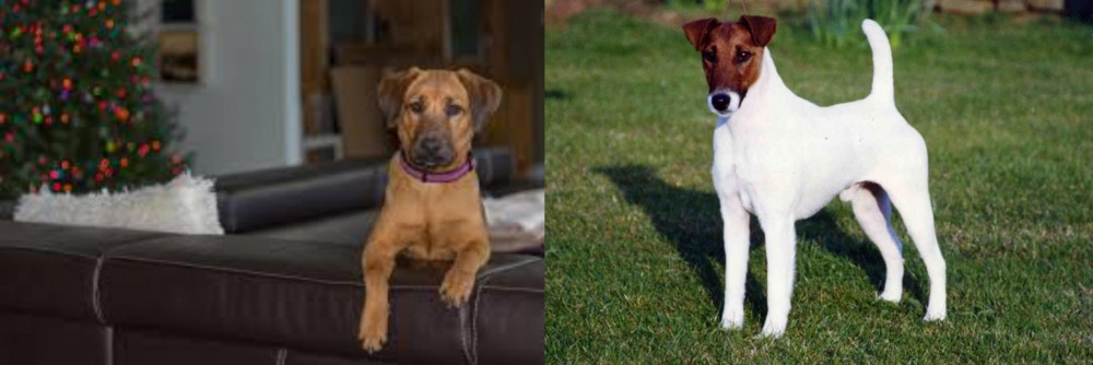 Fox Terrier (Smooth) vs Black Mouth Cur - Breed Comparison