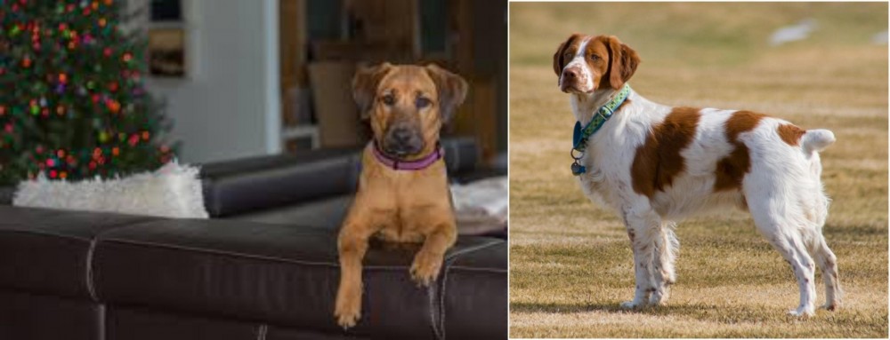 French Brittany vs Black Mouth Cur - Breed Comparison