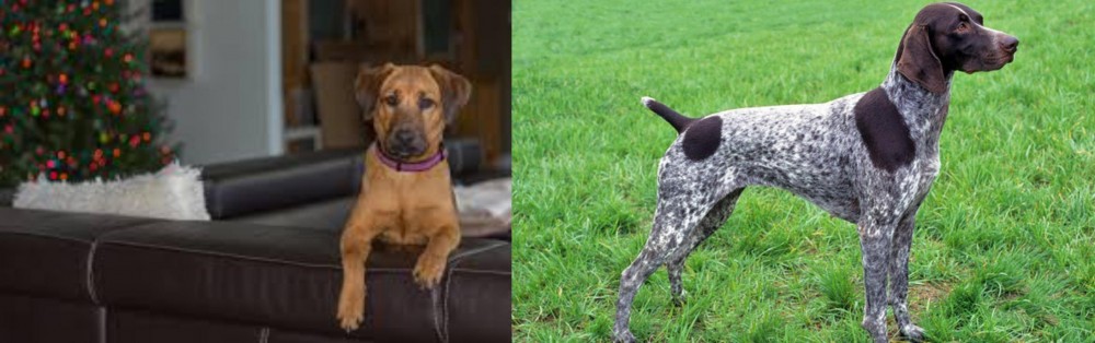 German Shorthaired Pointer vs Black Mouth Cur - Breed Comparison