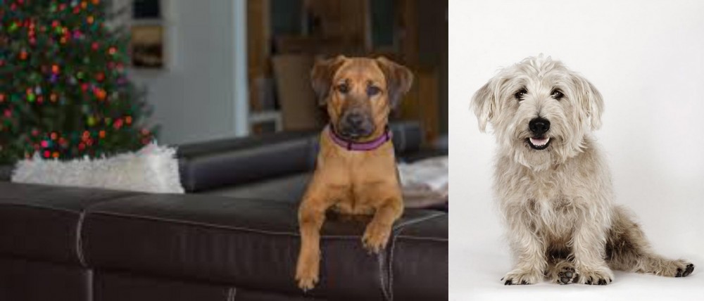 Glen of Imaal Terrier vs Black Mouth Cur - Breed Comparison