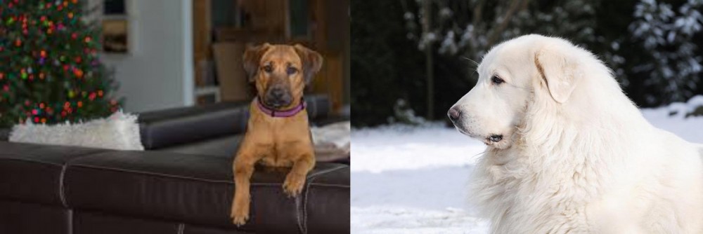 Great Pyrenees vs Black Mouth Cur - Breed Comparison