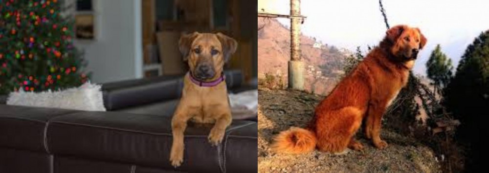 Himalayan Sheepdog vs Black Mouth Cur - Breed Comparison