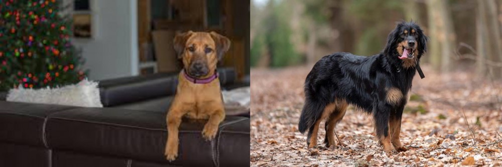 Hovawart vs Black Mouth Cur - Breed Comparison