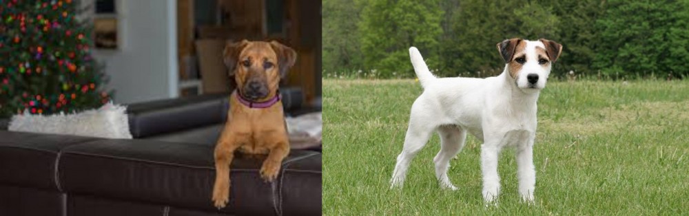 Jack Russell Terrier vs Black Mouth Cur - Breed Comparison