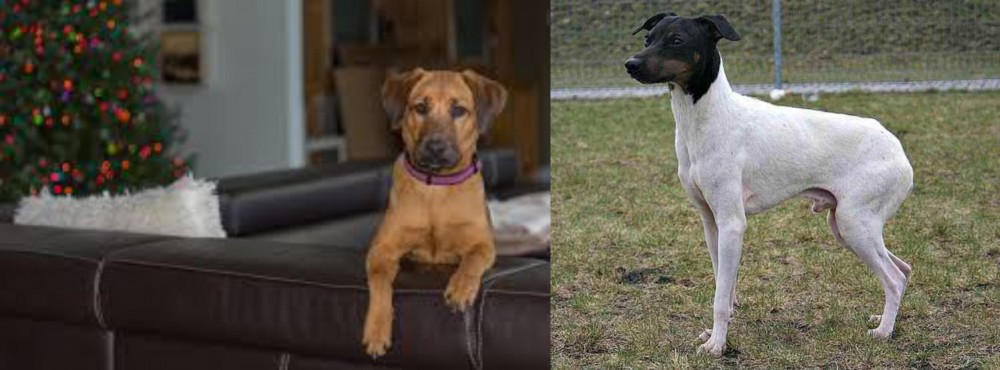 Japanese Terrier vs Black Mouth Cur - Breed Comparison