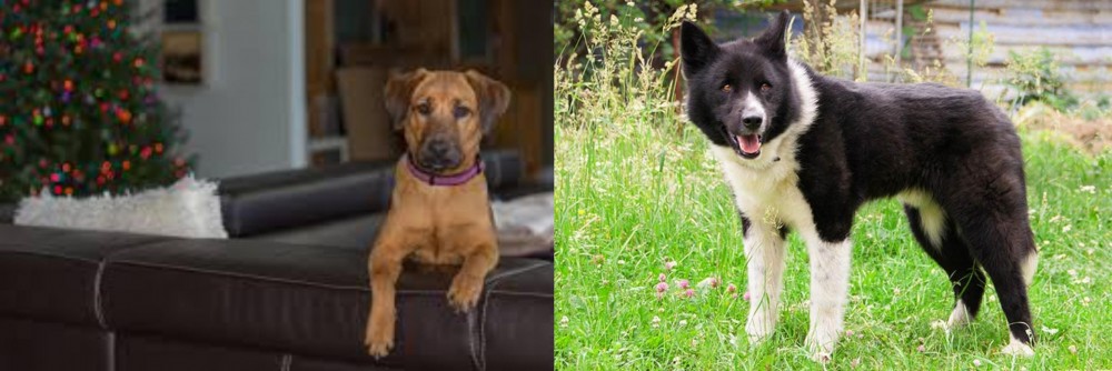 Karelian Bear Dog vs Black Mouth Cur - Breed Comparison