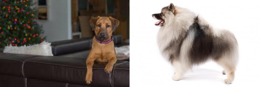 Keeshond vs Black Mouth Cur - Breed Comparison