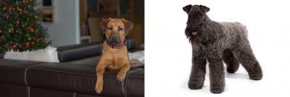 Kerry Blue Terrier vs Black Mouth Cur - Breed Comparison