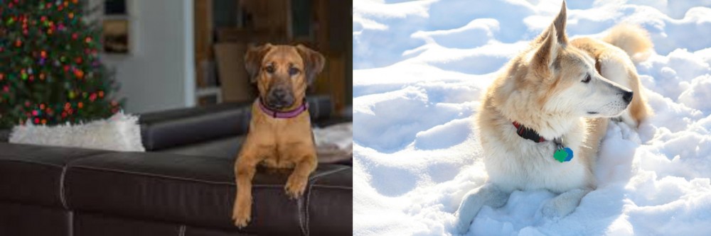 Labrador Husky vs Black Mouth Cur - Breed Comparison
