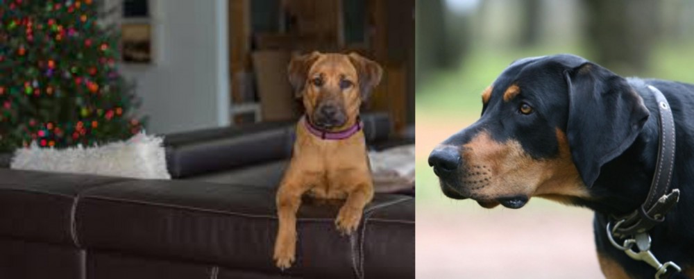 Lithuanian Hound vs Black Mouth Cur - Breed Comparison