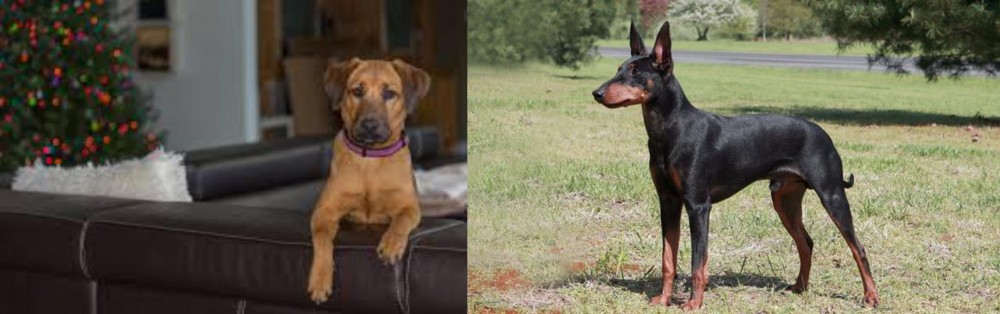 Manchester Terrier vs Black Mouth Cur - Breed Comparison