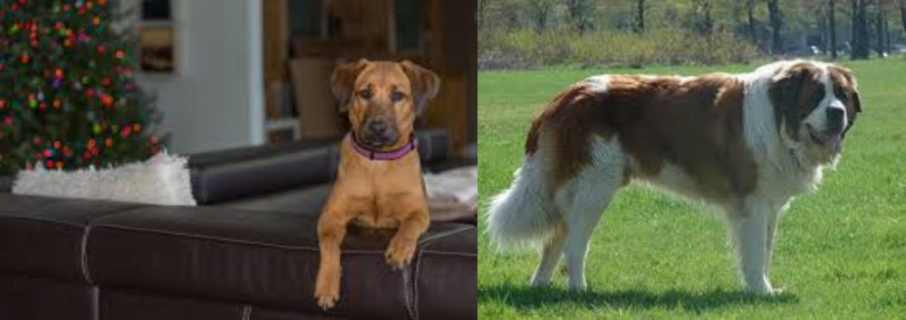 Moscow Watchdog vs Black Mouth Cur - Breed Comparison