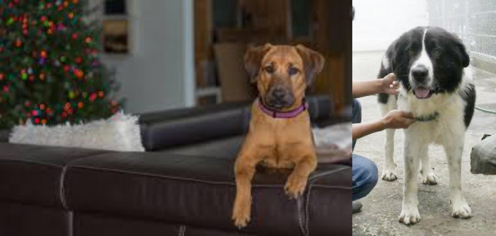 Mucuchies vs Black Mouth Cur - Breed Comparison