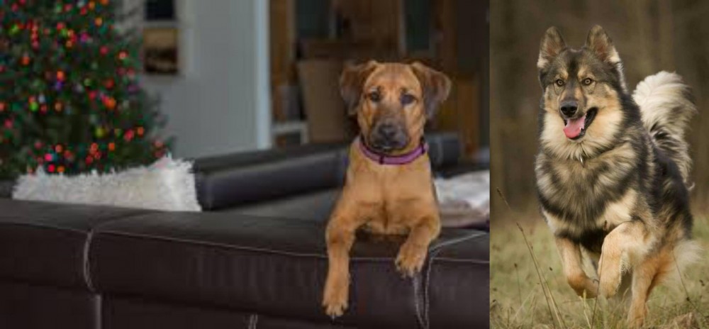 Native American Indian Dog vs Black Mouth Cur - Breed Comparison