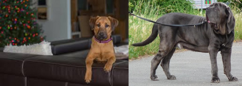 Neapolitan Mastiff vs Black Mouth Cur - Breed Comparison