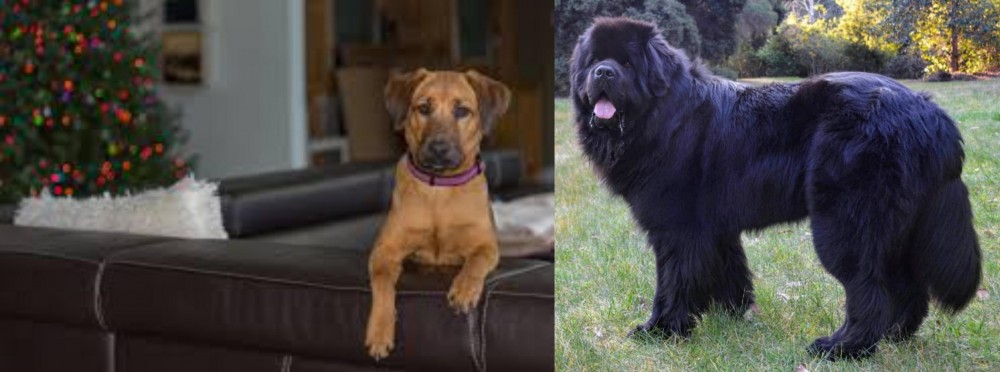 Newfoundland Dog vs Black Mouth Cur - Breed Comparison
