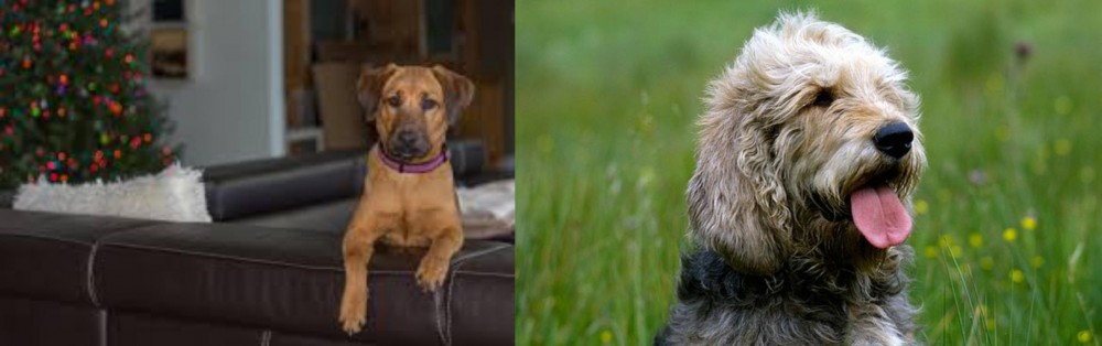 Otterhound vs Black Mouth Cur - Breed Comparison