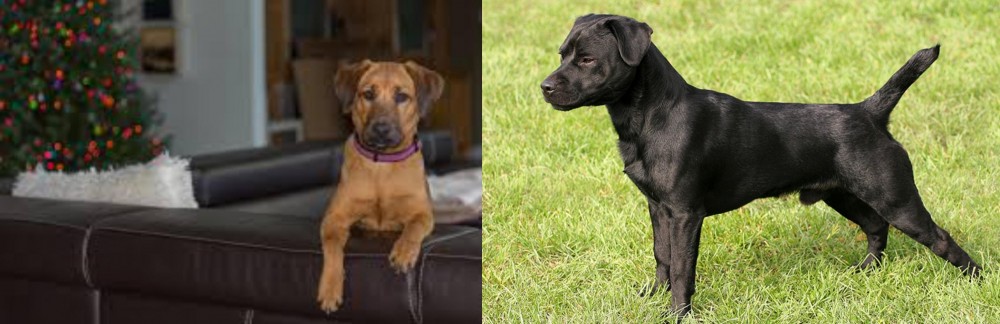 Patterdale Terrier vs Black Mouth Cur - Breed Comparison