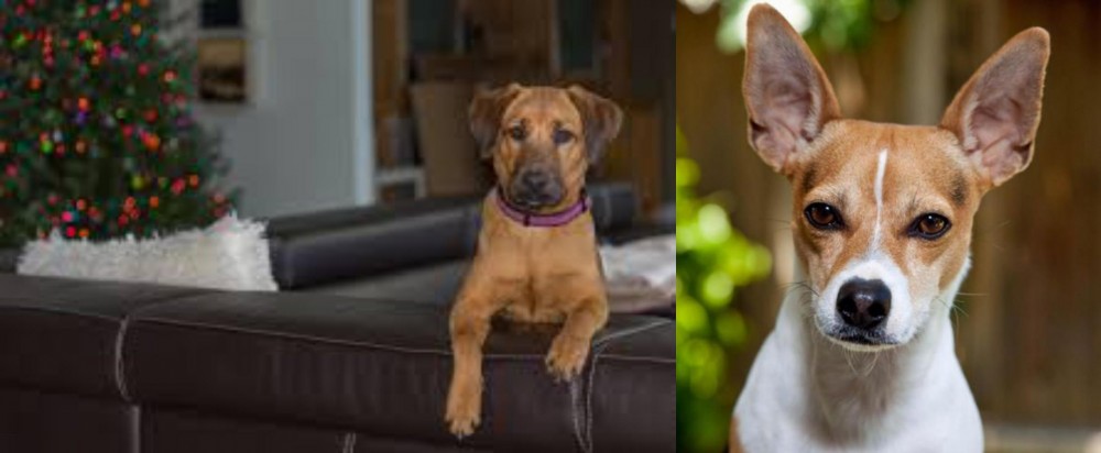Rat Terrier vs Black Mouth Cur - Breed Comparison