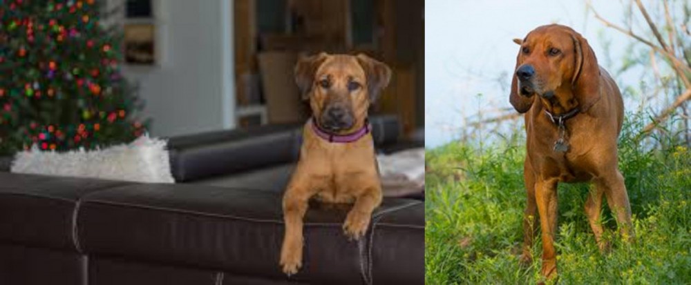 Redbone Coonhound vs Black Mouth Cur - Breed Comparison