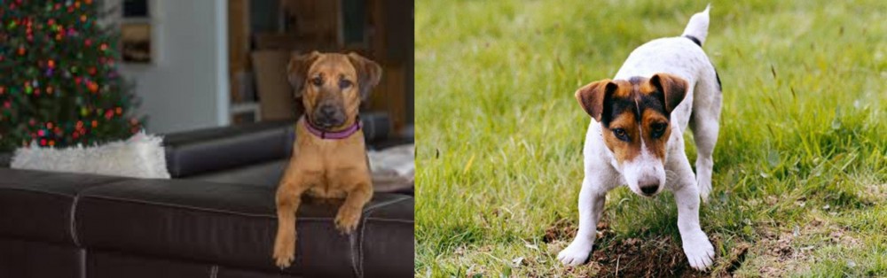 Russell Terrier vs Black Mouth Cur - Breed Comparison