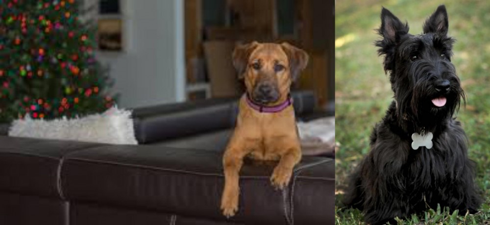 Scoland Terrier vs Black Mouth Cur - Breed Comparison