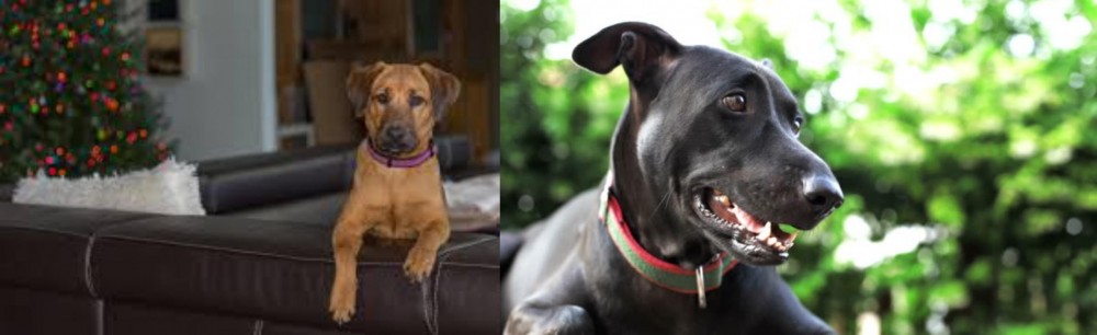 Shepard Labrador vs Black Mouth Cur - Breed Comparison