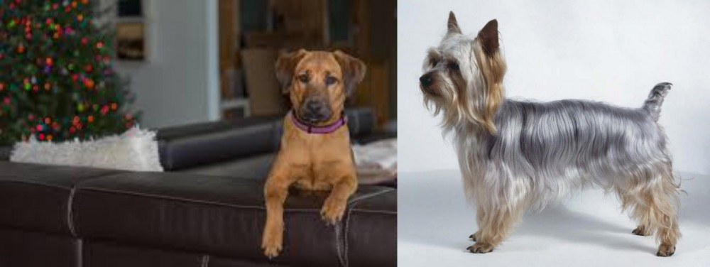 Silky Terrier vs Black Mouth Cur - Breed Comparison
