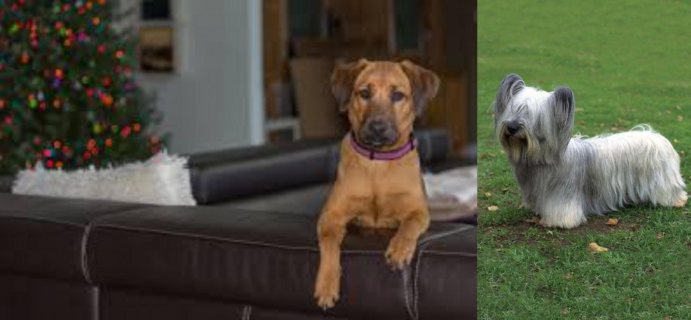 Skye Terrier vs Black Mouth Cur - Breed Comparison