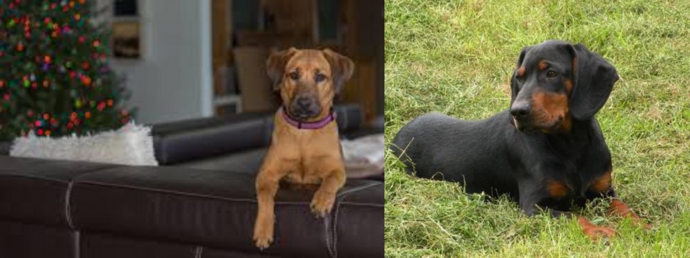 Slovakian Hound vs Black Mouth Cur - Breed Comparison