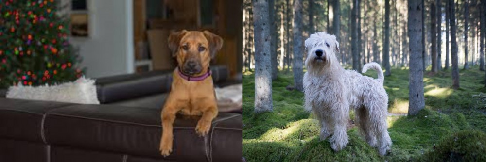 Soft-Coated Wheaten Terrier vs Black Mouth Cur - Breed Comparison