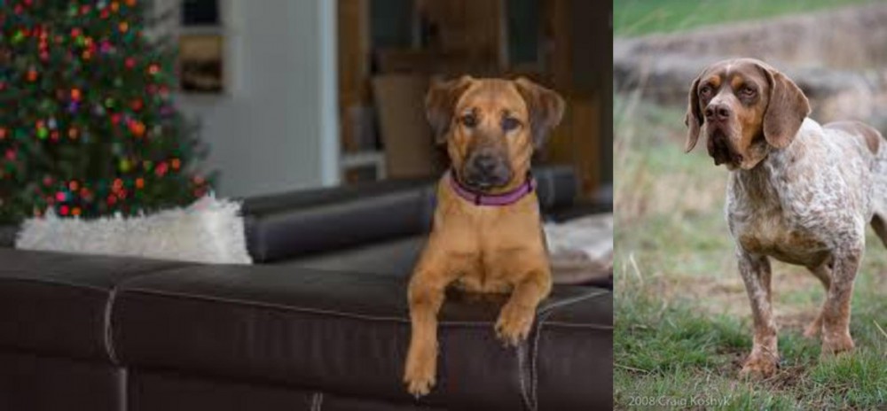 Spanish Pointer vs Black Mouth Cur - Breed Comparison