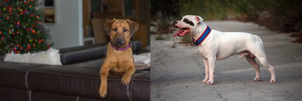 Staffordshire Bull Terrier vs Black Mouth Cur - Breed Comparison