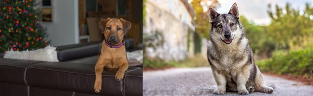 Swedish Vallhund vs Black Mouth Cur - Breed Comparison