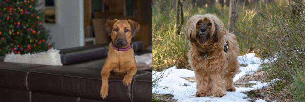 Tibetan Terrier vs Black Mouth Cur - Breed Comparison