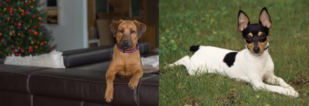 Toy Fox Terrier vs Black Mouth Cur - Breed Comparison