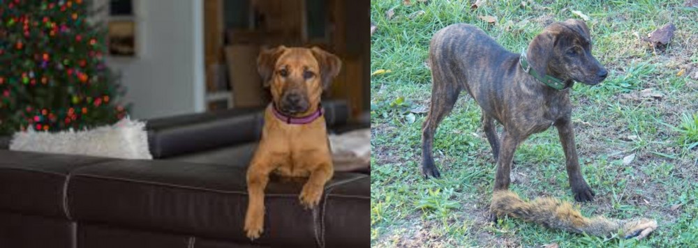 Treeing Cur vs Black Mouth Cur - Breed Comparison